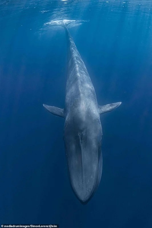 شاهد بالصور.. غواص يخاطر بحياته لالتقاط سيلفي مع الحوت الأزرق