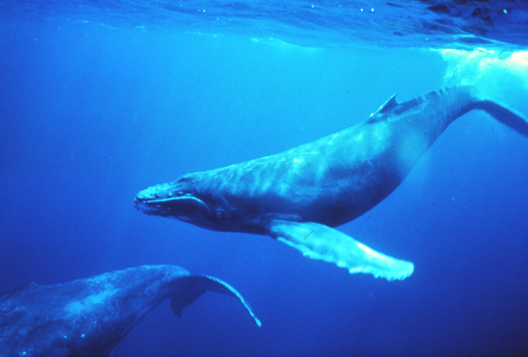 الحوت الازرق