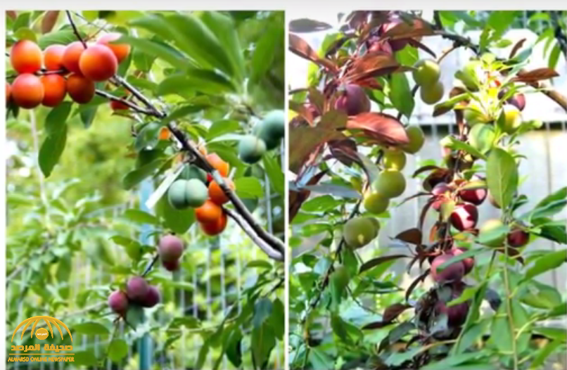 امريكي يكشف عن “الشجرة المعجزة” .. تنتج 40 نوعا من الفاكهة في نفس الوقت !